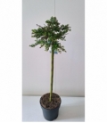 Salix