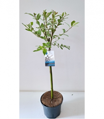 Salix