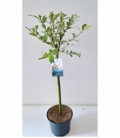 Salix