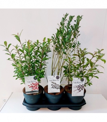 Salix