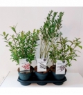Salix