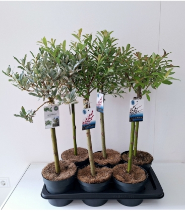 Salix