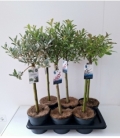 Salix