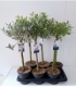 Salix