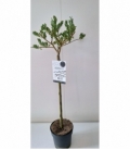 Salix