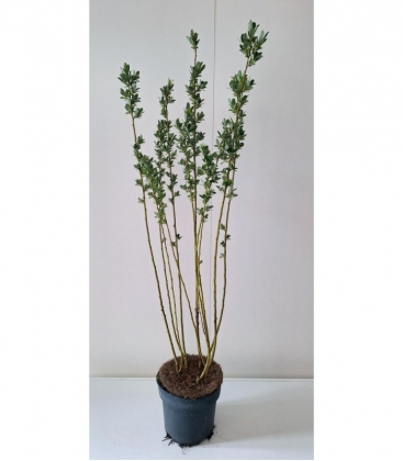 Salix