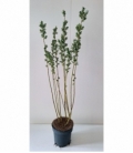 Salix