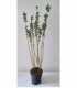 Salix