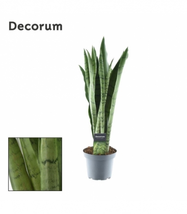Sansevieria