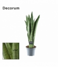 Sansevieria