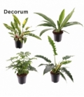 Philodendron