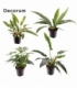 Philodendron