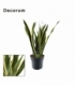 Sansevieria