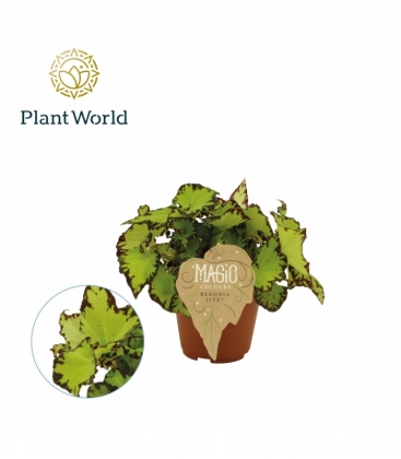 Begonia