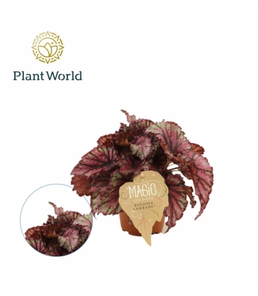 Begonia