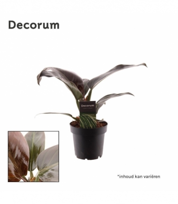Philodendron