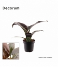 Philodendron