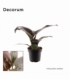 Philodendron
