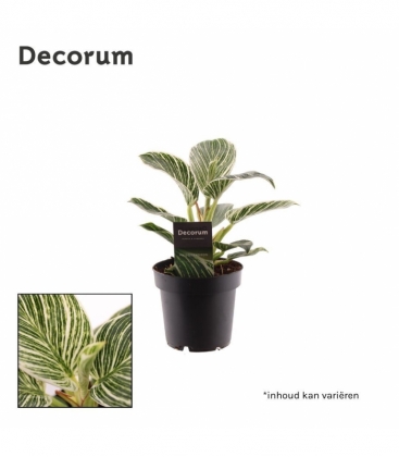 Philodendron