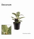 Philodendron