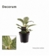 Philodendron