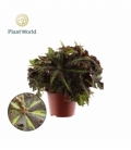 Begonia