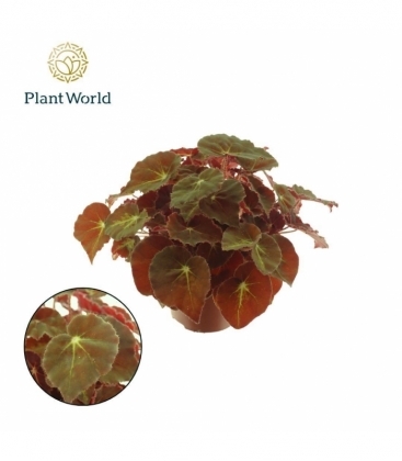 Begonia