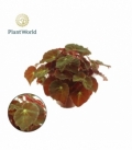 Begonia