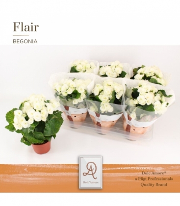Begonia