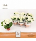Begonia