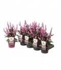 Celosia