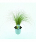 Stipa