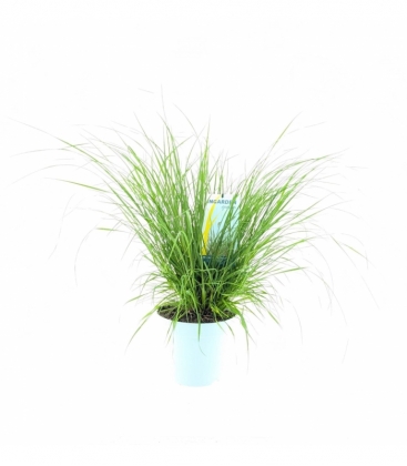 Pennisetum