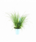 Pennisetum