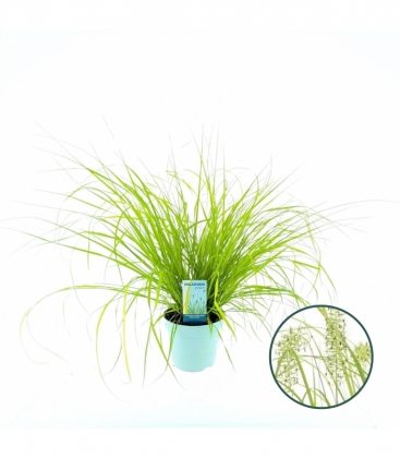 Pennisetum