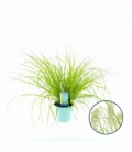 Pennisetum