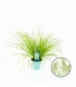 Pennisetum