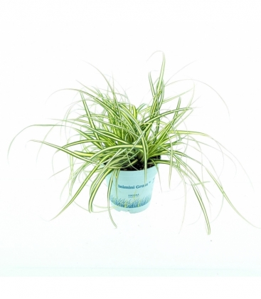 Carex