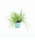 Carex
