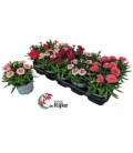 Dianthus