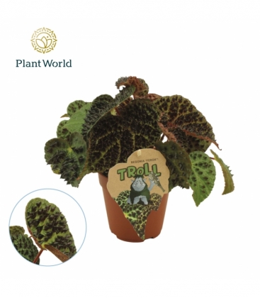 Begonia