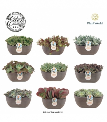 succulents