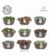 succulents