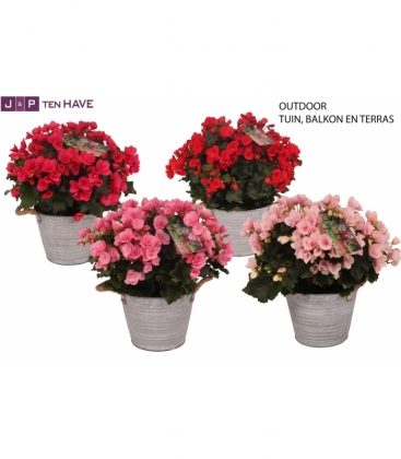 Begonia