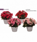 Begonia