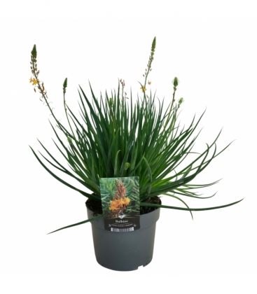 Bulbine