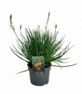 Bulbine