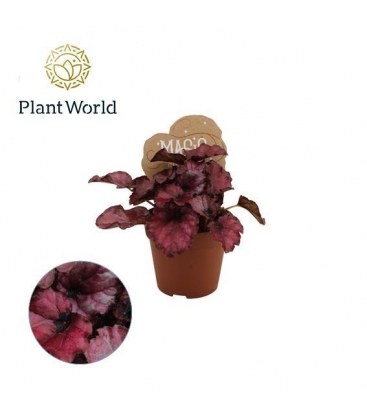 Begonia
