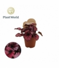 Begonia