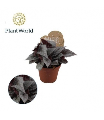 Begonia